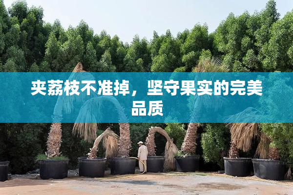 夹荔枝不准掉，坚守果实的完美品质