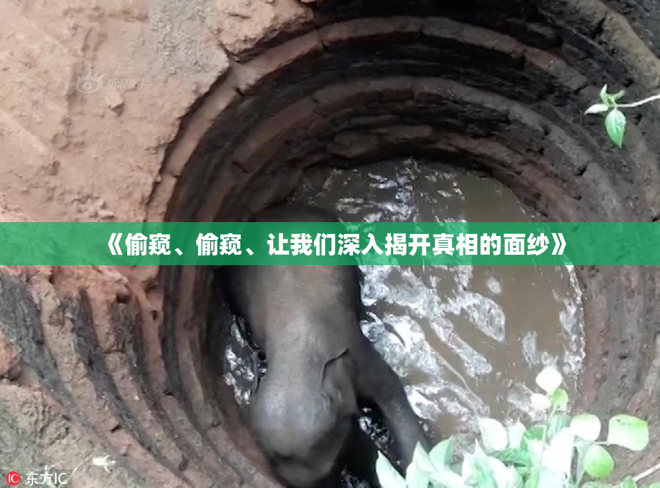 《偷窥、偷窥、让我们深入揭开真相的面纱》