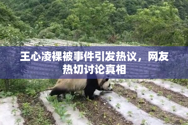 王心凌裸被事件引发热议，网友热切讨论真相