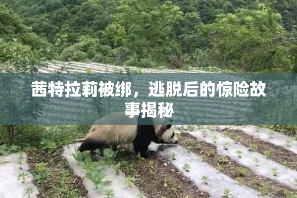 茜特拉莉被绑，逃脱后的惊险故事揭秘
