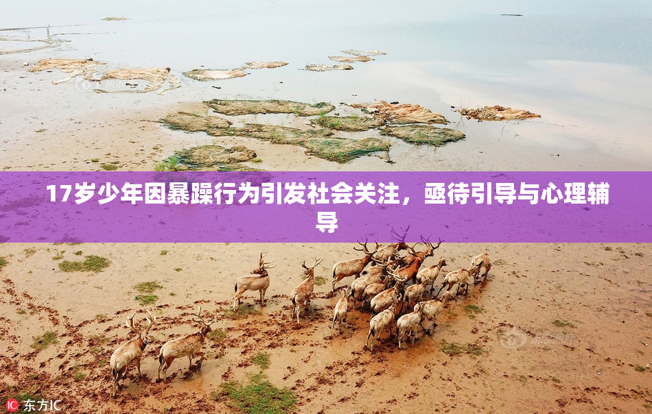 17岁少年因暴躁行为引发社会关注，亟待引导与心理辅导