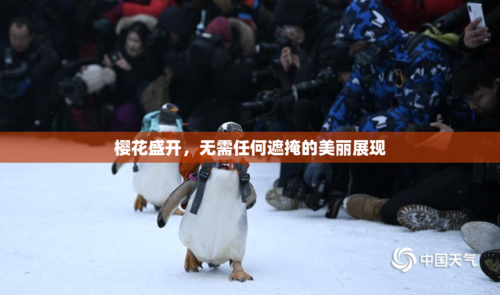 樱花盛开，无需任何遮掩的美丽展现