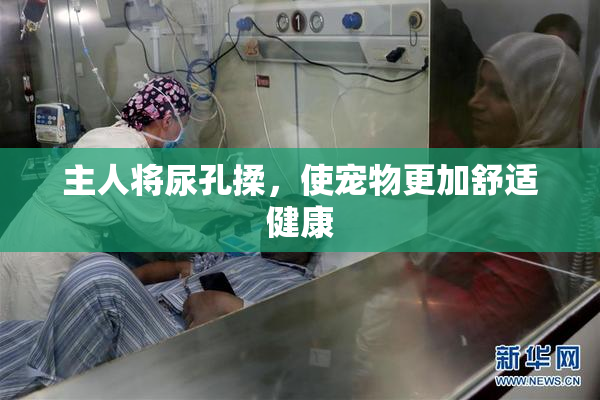 主人将尿孔揉，使宠物更加舒适健康