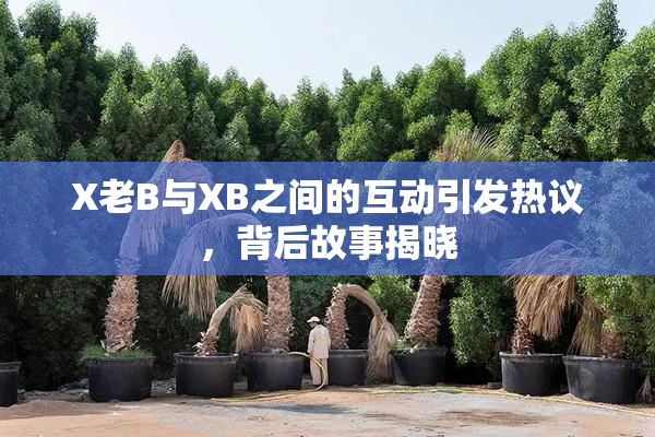 X老B与XB之间的互动引发热议，背后故事揭晓