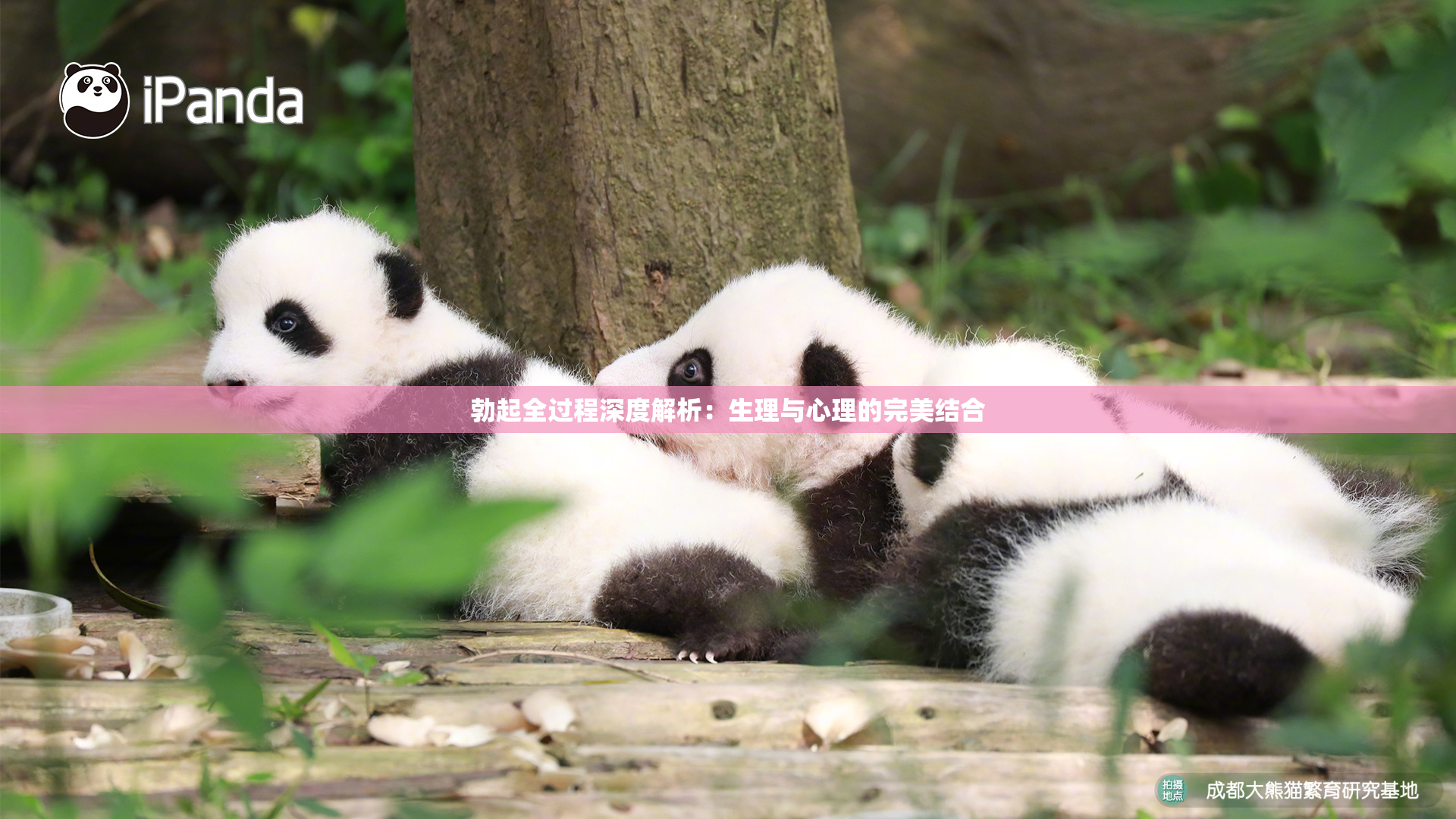 勃起全过程深度解析：生理与心理的完美结合