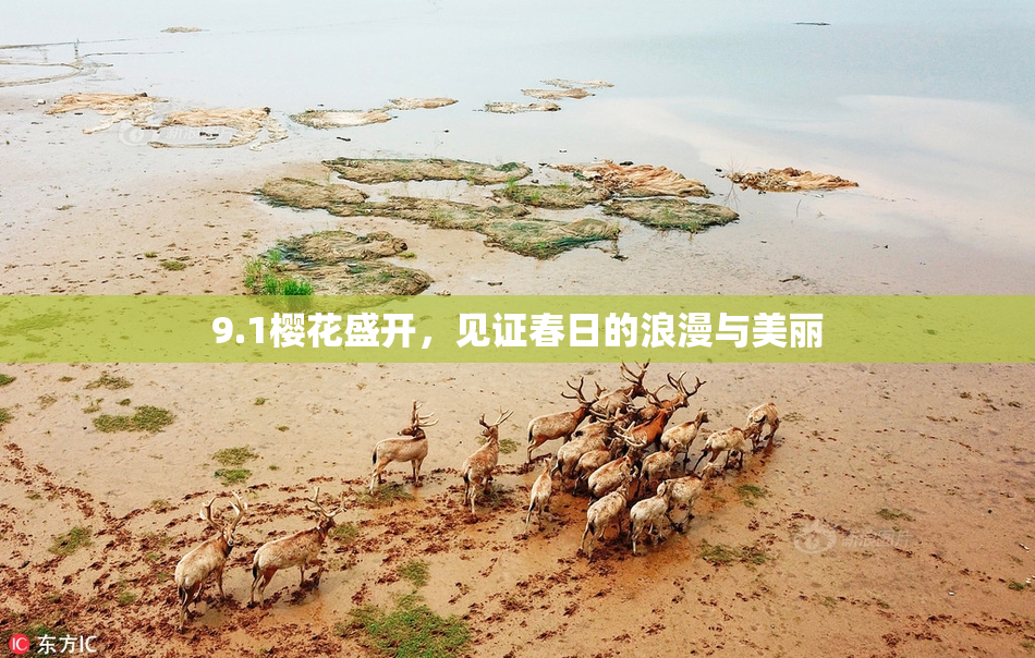 9.1樱花盛开，见证春日的浪漫与美丽