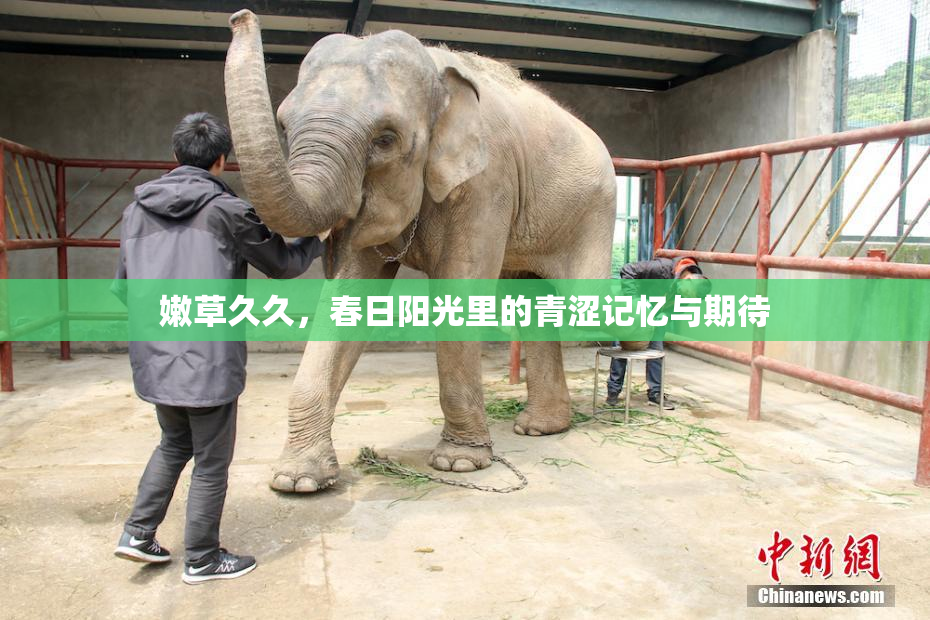 嫩草久久，春日阳光里的青涩记忆与期待