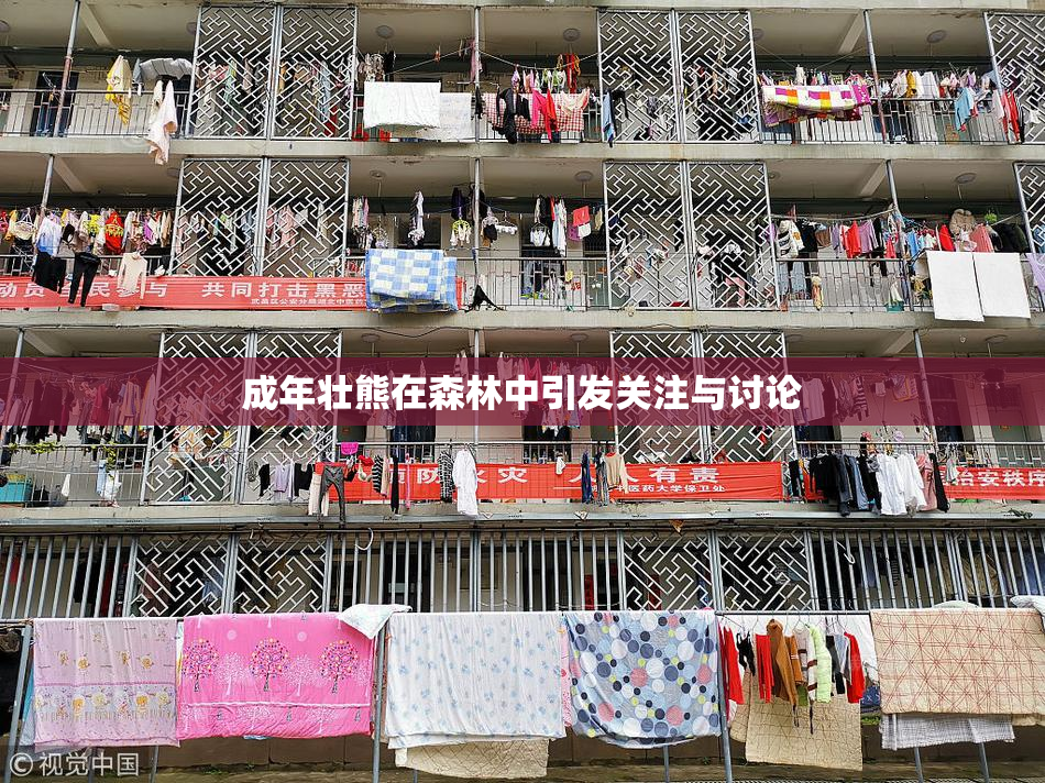 成年壮熊在森林中引发关注与讨论