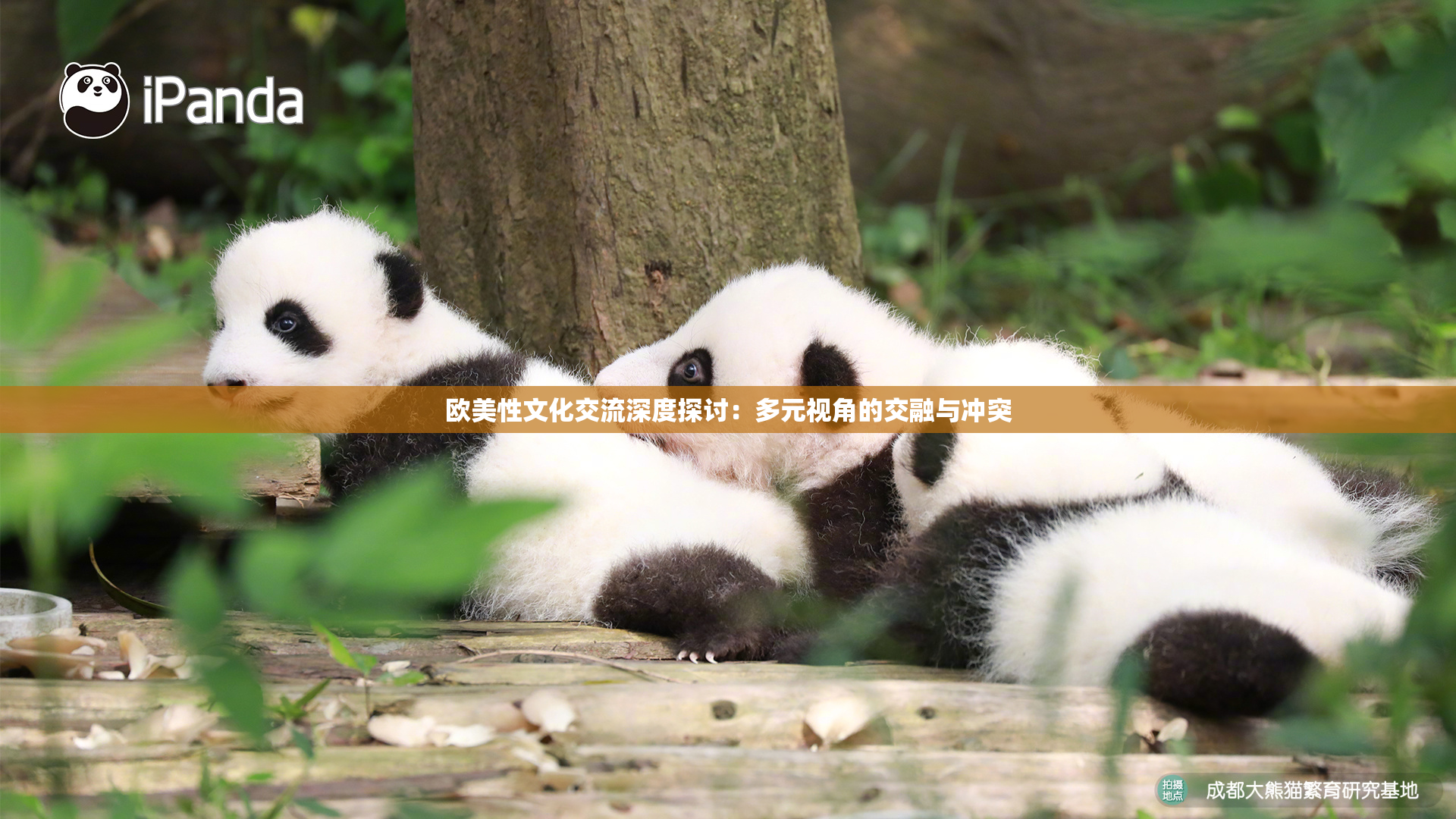 欧美性文化交流深度探讨：多元视角的交融与冲突