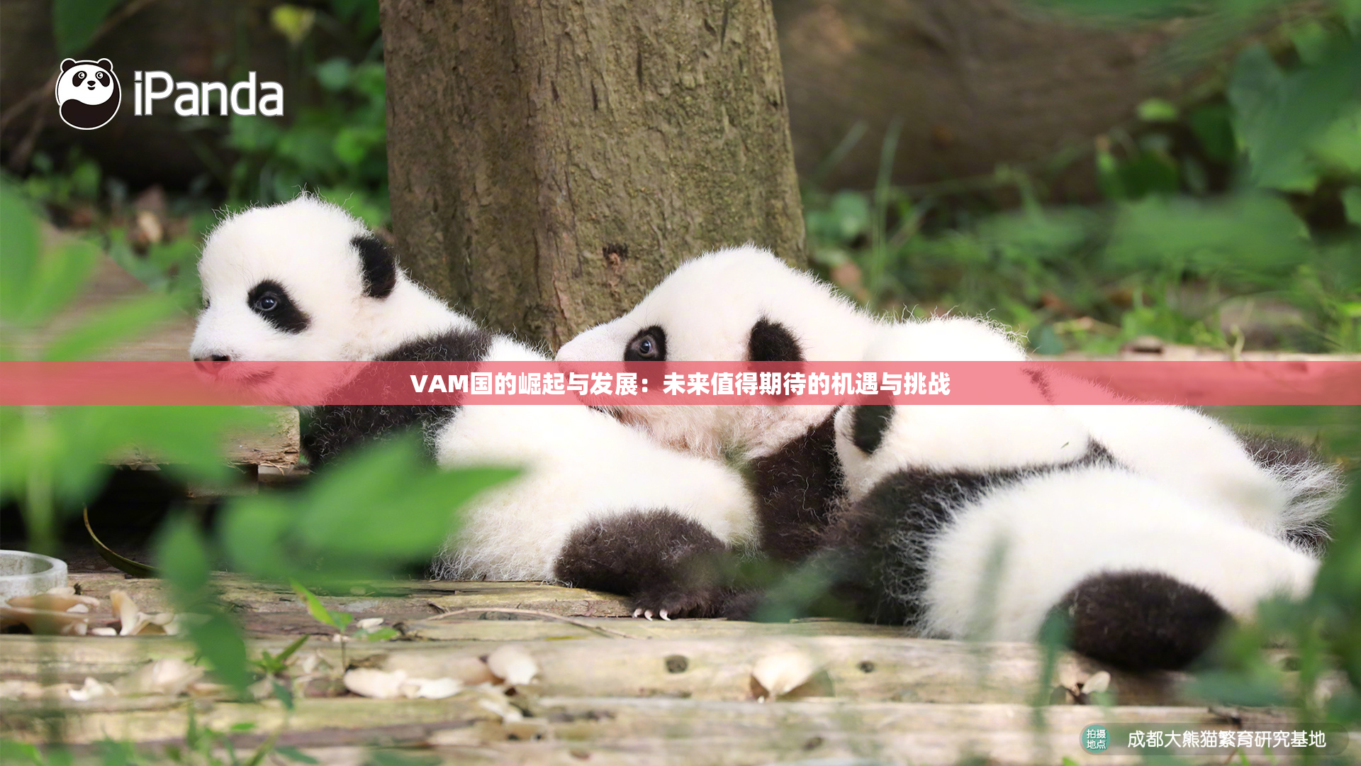 VAM国的崛起与发展：未来值得期待的机遇与挑战