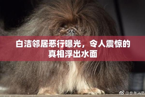 白洁邻居恶行曝光，令人震惊的真相浮出水面