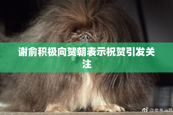 谢俞积极向贺朝表示祝贺引发关注