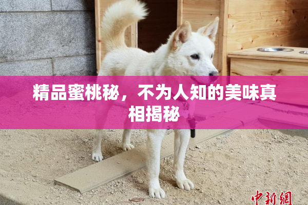 精品蜜桃秘，不为人知的美味真相揭秘