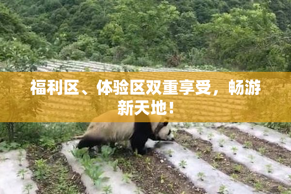 福利区、体验区双重享受，畅游新天地！
