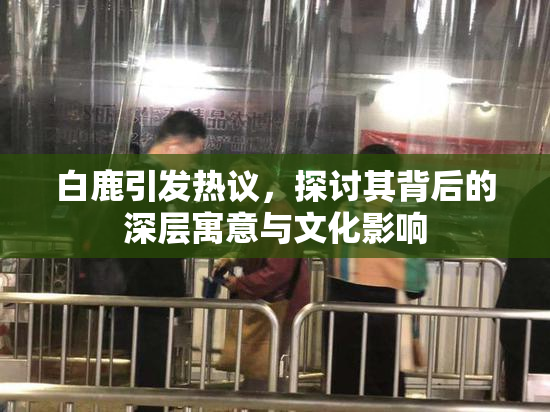 白鹿引发热议，探讨其背后的深层寓意与文化影响