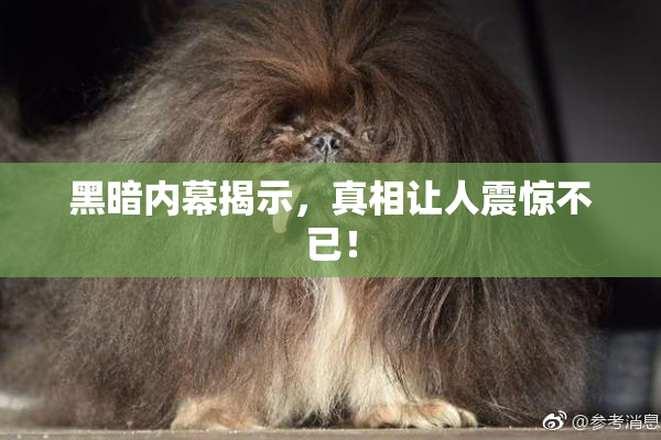 黑暗内幕揭示，真相让人震惊不已！