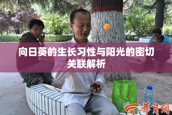 向日葵的生长习性与阳光的密切关联解析