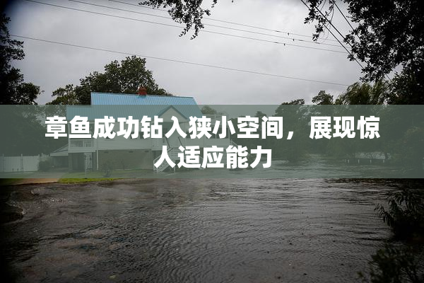 章鱼成功钻入狭小空间，展现惊人适应能力