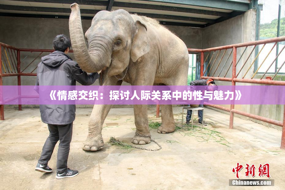 《情感交织：探讨人际关系中的性与魅力》