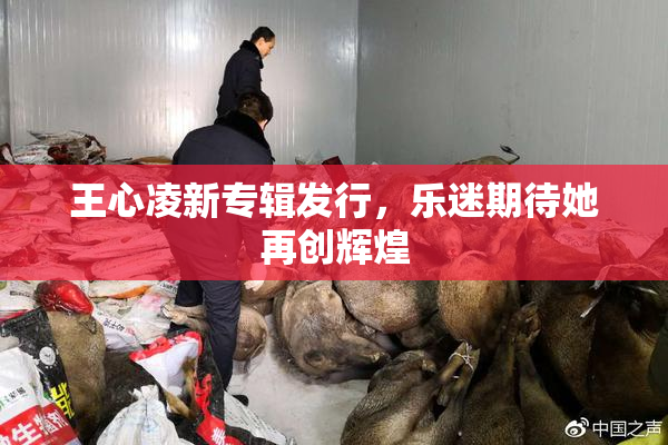 王心凌新专辑发行，乐迷期待她再创辉煌