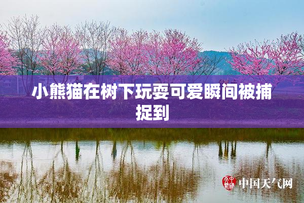 小熊猫在树下玩耍可爱瞬间被捕捉到