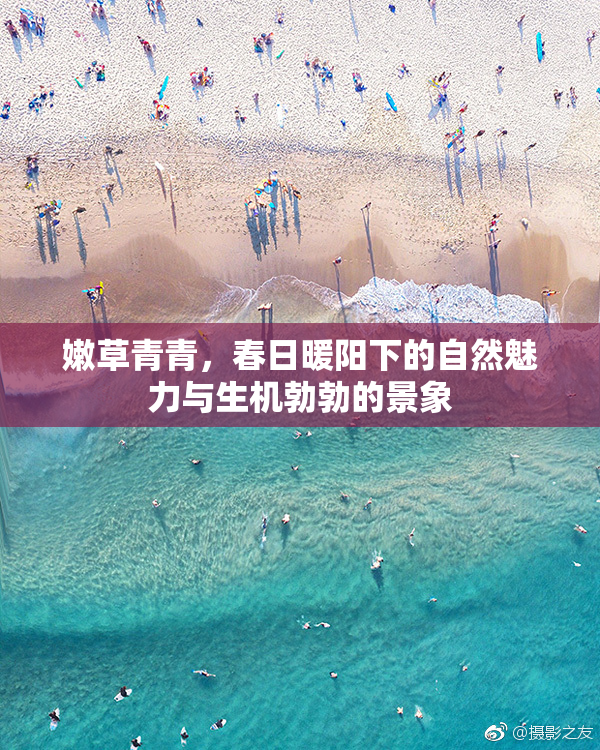 嫩草青青，春日暖阳下的自然魅力与生机勃勃的景象