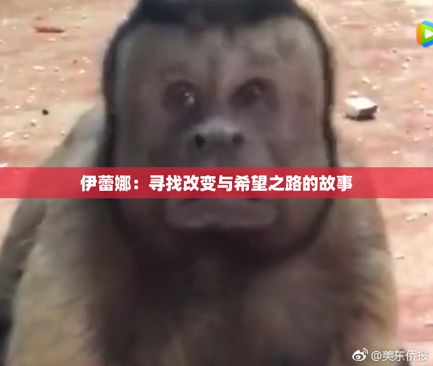 伊蕾娜：寻找改变与希望之路的故事