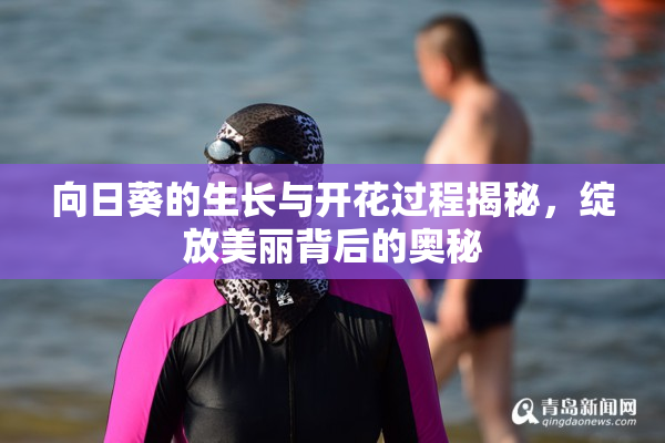 向日葵的生长与开花过程揭秘，绽放美丽背后的奥秘
