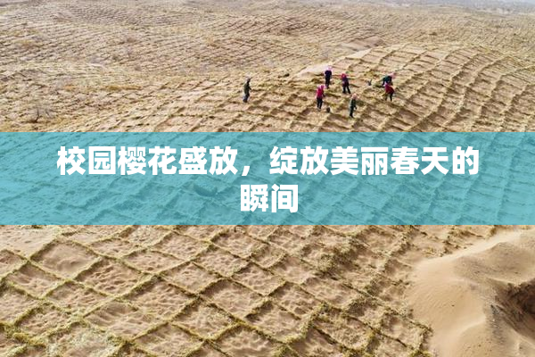 校园樱花盛放，绽放美丽春天的瞬间