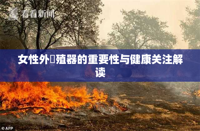 女性外夝殖器的重要性与健康关注解读
