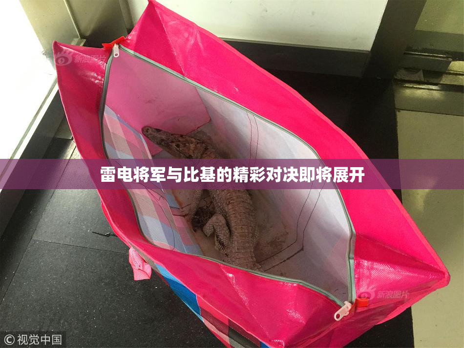 雷电将军与比基的精彩对决即将展开