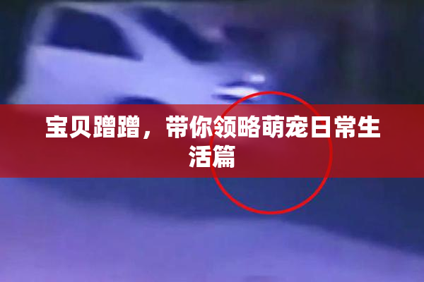 宝贝蹭蹭，带你领略萌宠日常生活篇