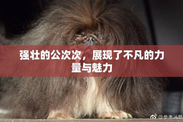 强壮的公次次，展现了不凡的力量与魅力