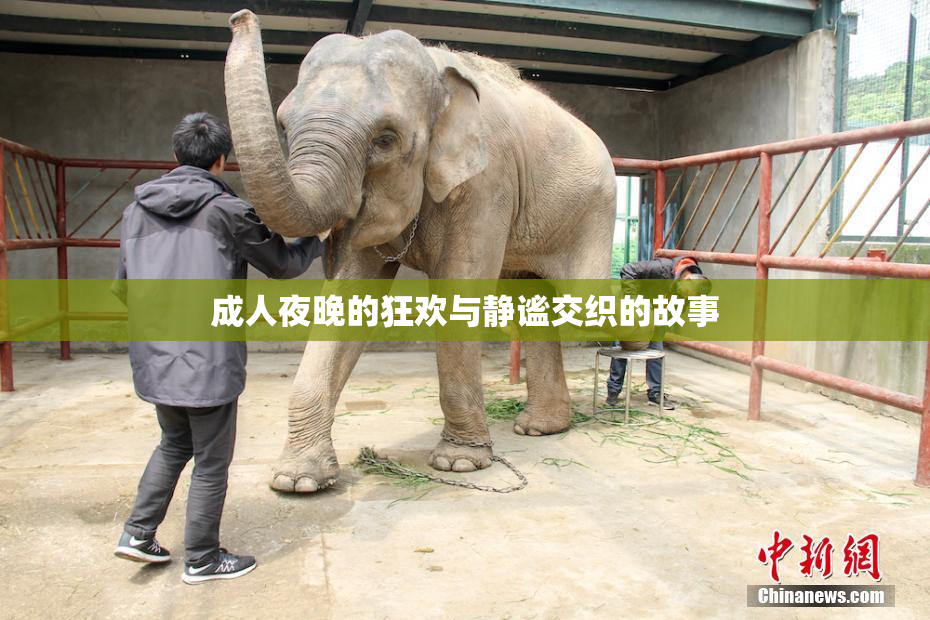 成人夜晚的狂欢与静谧交织的故事