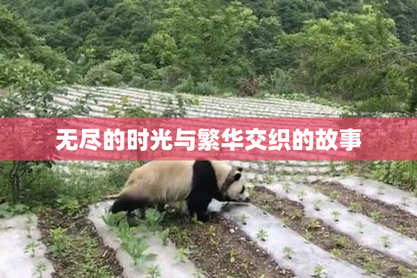 无尽的时光与繁华交织的故事