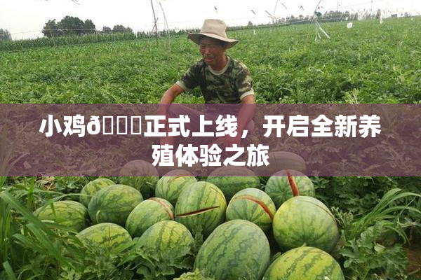 小鸡🐔正式上线，开启全新养殖体验之旅
