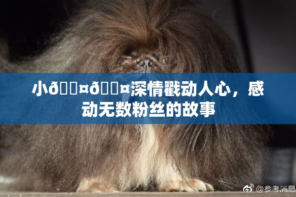小🐤🐤深情戳动人心，感动无数粉丝的故事