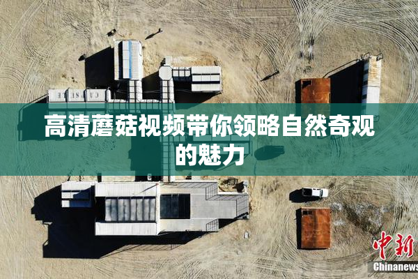 高清蘑菇视频带你领略自然奇观的魅力