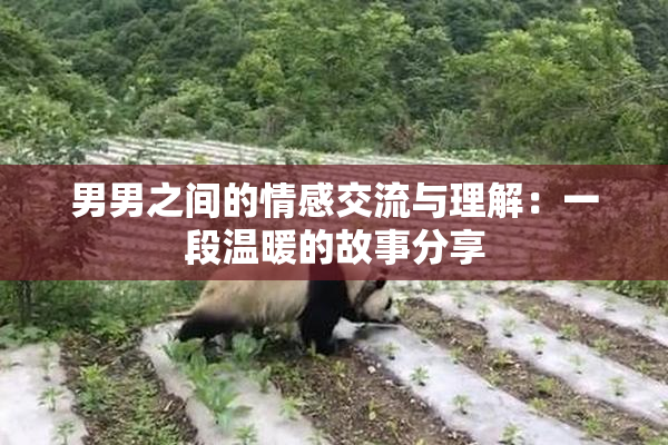 男男之间的情感交流与理解：一段温暖的故事分享