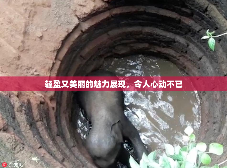 轻盈又美丽的魅力展现，令人心动不已