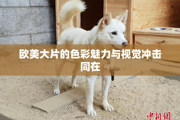 欧美大片的色彩魅力与视觉冲击同在