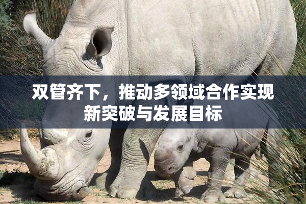 双管齐下，推动多领域合作实现新突破与发展目标