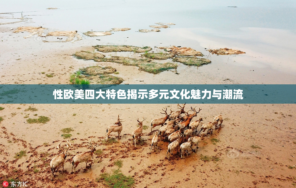 性欧美四大特色揭示多元文化魅力与潮流