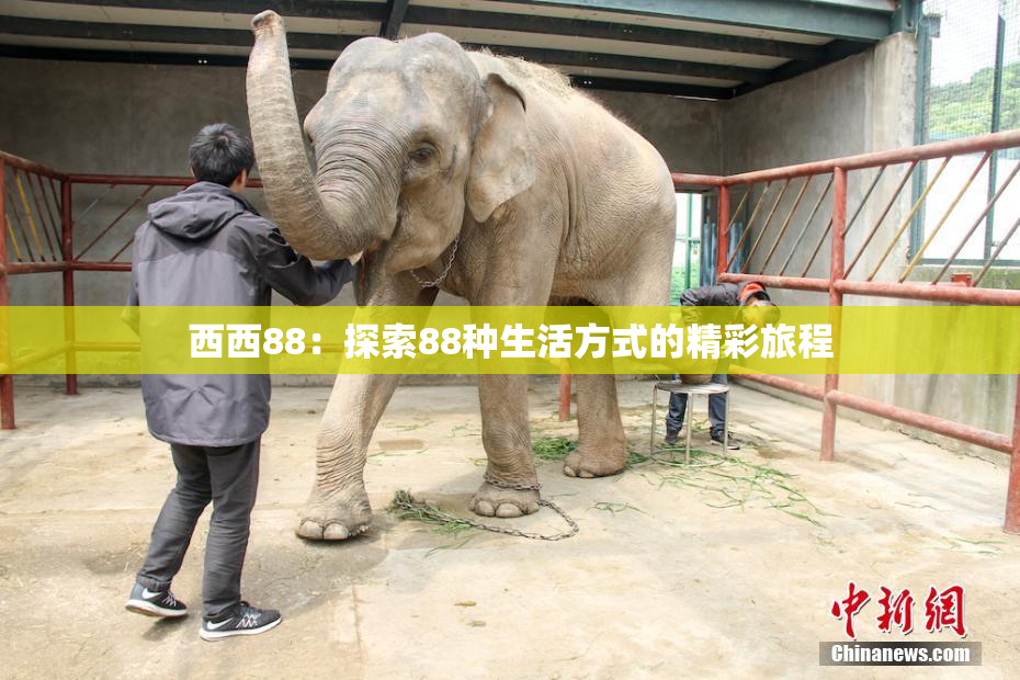 西西88：探索88种生活方式的精彩旅程