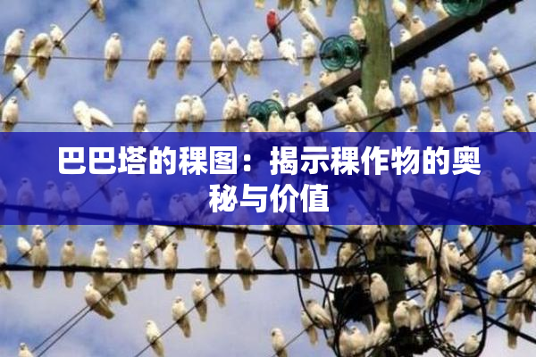 巴巴塔的稞图：揭示稞作物的奥秘与价值