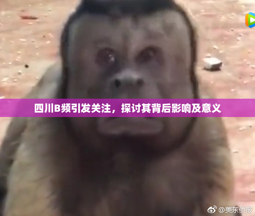 四川B频引发关注，探讨其背后影响及意义