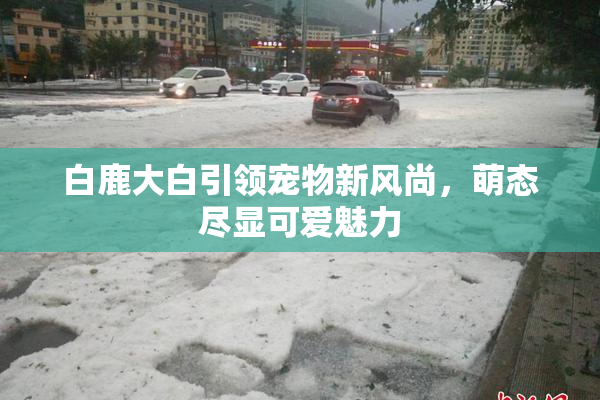 白鹿大白引领宠物新风尚，萌态尽显可爱魅力