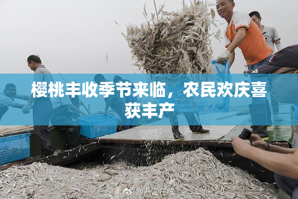 樱桃丰收季节来临，农民欢庆喜获丰产