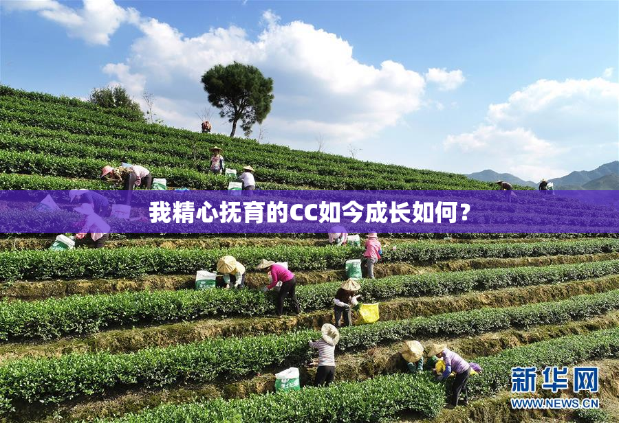 我精心抚育的CC如今成长如何？