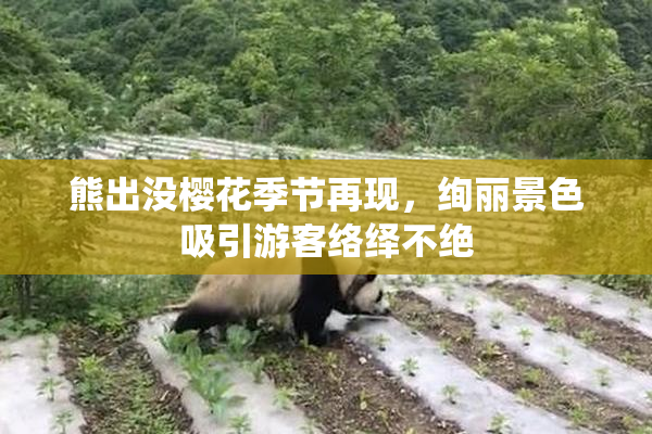 熊出没樱花季节再现，绚丽景色吸引游客络绎不绝